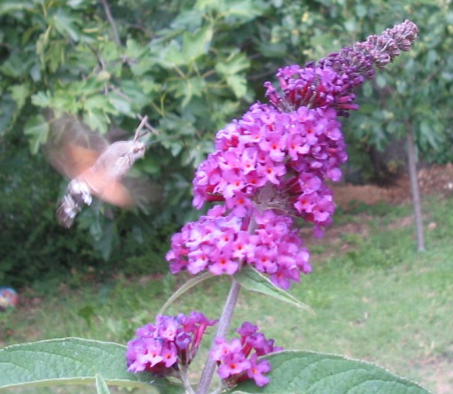 Macroglossum stellatarum, Hemaris fuciformis